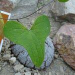 Image result for Dioscorea sylvatica