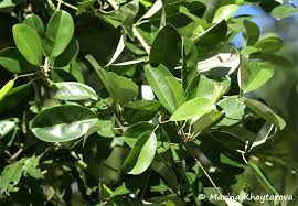 Image result for Manilkara kauki