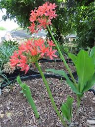 Image result for Scadoxus pole-evansii