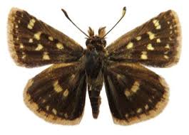 Image result for Triumfetta setulosa