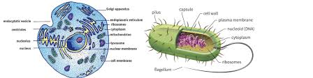 Learn about plant cell types and how they're like animal cells amino acids: 1 What Are The Two Main Types Of Cells And What Are Chegg Com