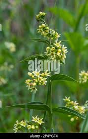 Image result for Vincetoxicum sylvaticum