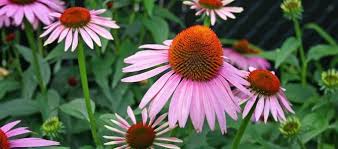 We did not find results for: Going Native Our Top 10 Native Plants For Houston
