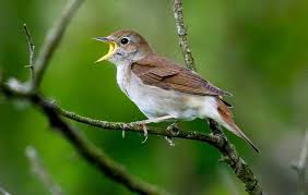 Posted august 31, 2021, 9:18 am to suara pikat tilang betina mp3. 10 Fakta Burung Sikatan Londo Atau Nightingale Yang Jarang Diketahui Burungnya Com