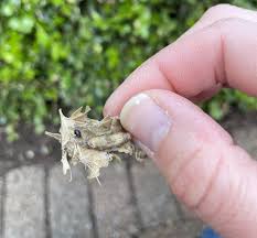 Image result for caterpillar box tree moth inside buxus plant