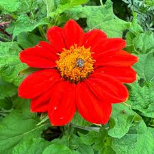 Image result for Tithonia