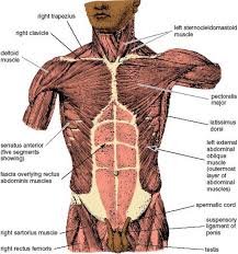 The transverse abdominal muscle wraps around the torso from front to back and from the ribs to the pelvis. Abdominopelvic Exercises Anatomy Of Hatha Yoga A Manual For Students Teachers And Practitioners
