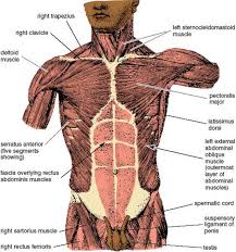 The internal sphincter, consisting of smooth muscle fibers, is under the control of the autonomic nervous system it is situated in the upper part of the abdominal cavity occupying the greater part of the right hypochondriac region, part of the epigastric region, and. Abdominopelvic Exercises Anatomy Of Hatha Yoga A Manual For Students Teachers And Practitioners