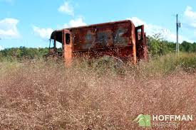 A common problem with st. Add Color With Purple Love Grass Hoffman Nursery