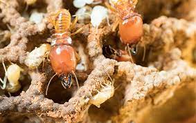 Pest control, exterminators, termites, orkin man, bug control, roaches and more in kansas city, mo. Termite Control Kansas City Ks Augustine Exterminators