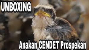 Pasti sudah tahu dong ya dengan burung yang suaranya melengking ini. Anakan Cendet Pala Gosong Prospekan Pentet Jawa Timur Jatim Youtube