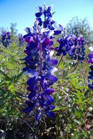 Arctic Lupine Plantwatch