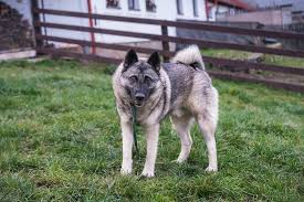 Image result for norský losí pes šedý