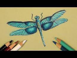 Dragonflies are losing their wing color because of climate change, study shows blue dragonfly on lotus, blue dasher male, pachydiplax longipennis, echo park, los angeles, california. Dragonfly In Colored Pencil Tutorial Youtube