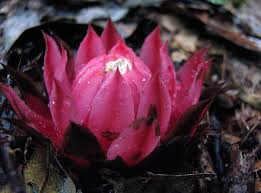 Image result for Thonningia