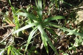 Image result for Cyperus ajax
