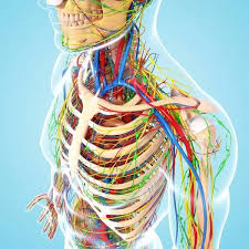 Maybe you would like to learn more about one of these? Upper Body Anatomy Artwork Print 9252399 Framed Photos Cards