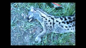 The narratology is one of his contribution to literary studies. Genette In France Youtube