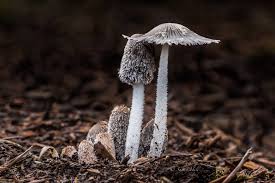 Image result for Coprinus lagopus