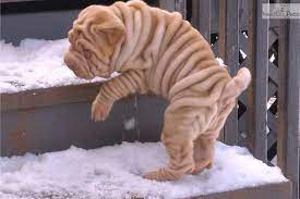 Beaux Art Chinese Shar Pei Shar Pei Dog Shar Pei Puppies Shar Pei