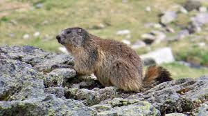 Imagine si on avait un ami marmotte, on pourrait faire un tunnel. Marmotte Taille Description Biotope Habitat Reproduction
