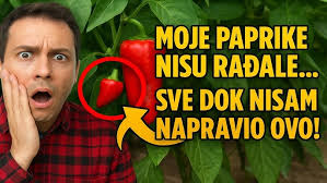 UKLONITE I NAJJAČI KOROV UZ OVAJ PRIRODNI RASTVOR KOJI VAS NEĆE MNOGO  KOŠTATI