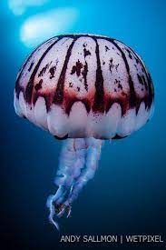 Diet zooplankton, other jellies, ctenophores (comb jellies), small crustaceans, larval fish, fish eggs; Purple Striped Jellyfish Chrysaora Colorata Andy Sallmon Jellyfish Ocean Creatures Underwater Creatures
