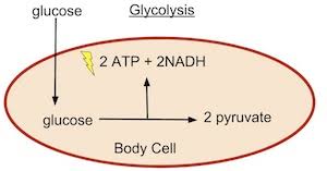 It can be converted into chemicals required for growth of plant cells such as. What Is The Primary Fuel For Cellular Respiration Study Com