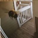 2022dirt | On rare occasions, bees get confused by doorbell ...