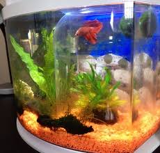 Betta Started Bullying Cherry Shrimp I Have Had A Cherry Shrimp With My Be My Aquarium Club Cherry Shrimp Pet Shrimp Betta