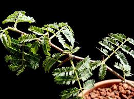 Image result for Dichrostachys