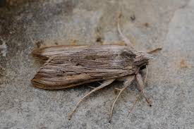 Image result for Cucullia umbratica