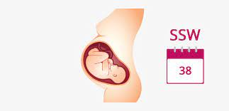 38 Ssw Schwangerschaftswoche Baby Gewicht Geburt In 38 Ssw