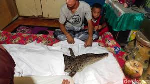 Mimpi melihat ayam masuk ke rumah. Gempar Buaya Jadi Jadian Dibungkus Kafan Di Makassar