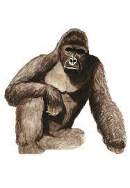 Harambe Gorilla Meme Illustration Zoo Art Print By Catbutt Co X Small Zoo Art Gorilla Illustration Harambe Gorilla Meme