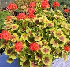 Indian Dunes Geranium Plant Geranium Plant Geraniums Plants