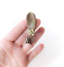 Check spelling or type a new query. Succulent Leaf Propagation Troubleshooting Q A