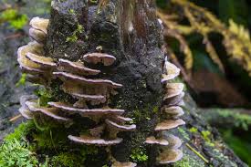Poroid fungus (mushroom) trichaptum fuscoviolaceum in sosnovka park. Violet Toothed Polypore By Morpheme Jungledragon
