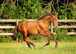 Image result for tbn:tVj6rqcH-AQR9M::www.pregonagropecuario.com.ar/images/caballo_overo.jpg