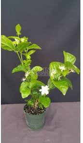 Image result for Jasminum bakeri