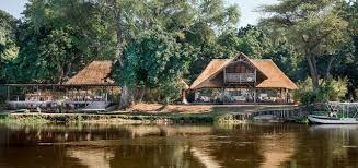 Image result for Grangea zambesiaca