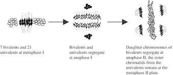 All rights reserved © 2017 k y lim & partners. Evolutionary Implications Of Permanent Odd Polyploidy In The Stable Sexual Pentaploid Of Rosa C Anina L Heredity