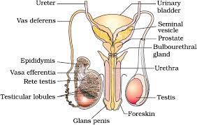 Browse our male anatomy diagram images, graphics, and designs from +79.322 free vectors graphics. Draw A Labelled Diagram Of Male Reproductive System