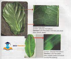 Selain sebagai media fotosintesis untuk tumbuhan, daun juga berfungsi sebagai media transpirasi dan pertukaran gas karbondioksa (co2) dengan oksigen (o2) pada tumbuhan. Jaringan Daun Pengertian Struktur Fungsi Ciri Dan Gambarnya