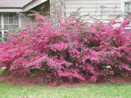 Pin By Melanie Riley On Beautiful Gardens Landscaping Shrubs Plants Lawn And Landscape