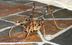 Just had the same experience. Cave Cricket What S That Bug