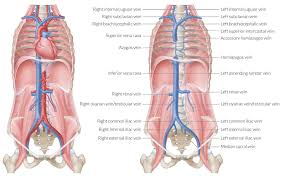 Right upper, right lower, left upper and left lower. Anterior Abdominal Wall Amboss