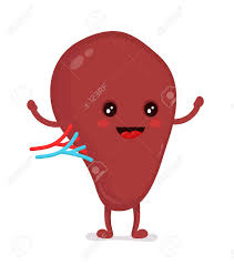 Download this free vector about human anatomy infographic template with woman body brain stomach liver uterus heart kidneys lungs intestine spleen in cartoon style. Strong Healthy Happy Spleen Character Vector Flat Cartoon Illustration Royalty Free Cliparts Vectors And Stock Illustration Image 87564268