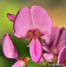 Image result for Desmodium incanum