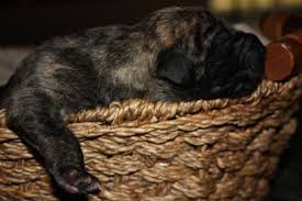 They are healthy dogs, but they have special needs, mostly due to their size. Beautiful And Unusual Big Reverse Brindle Male Akc Great Dane Puppy For Sale In Bennett Colorado Classified Americanlisted Com